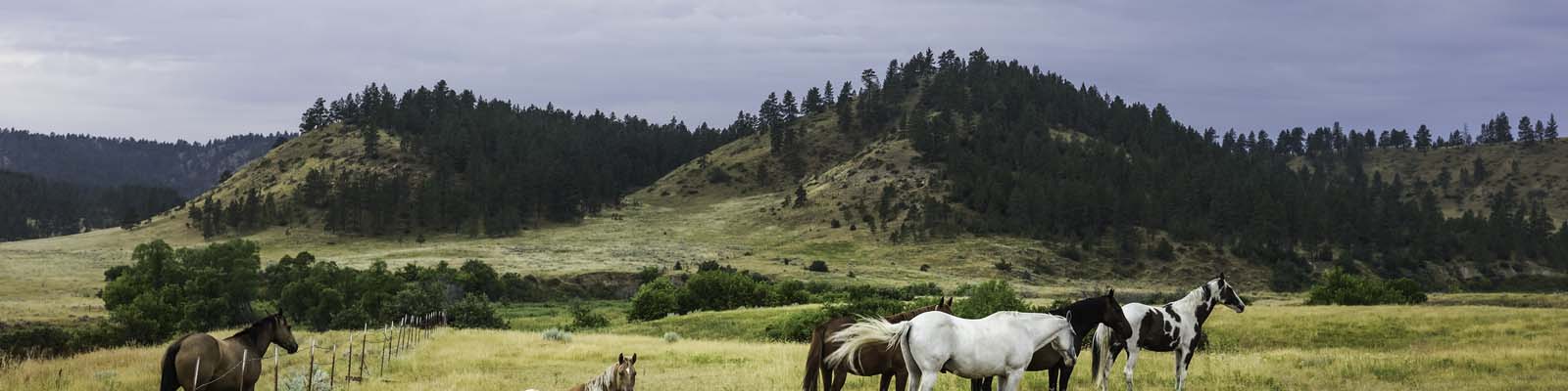 This is an image of a horse farm in Billings Montana. ASTA-USA provides professional translation services in this city.